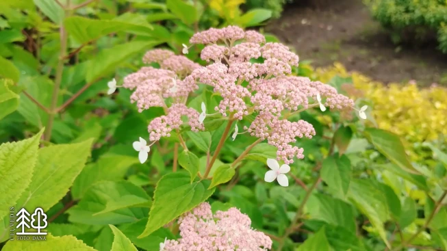 Hydrangea arborescens   'Pink Pincushion'